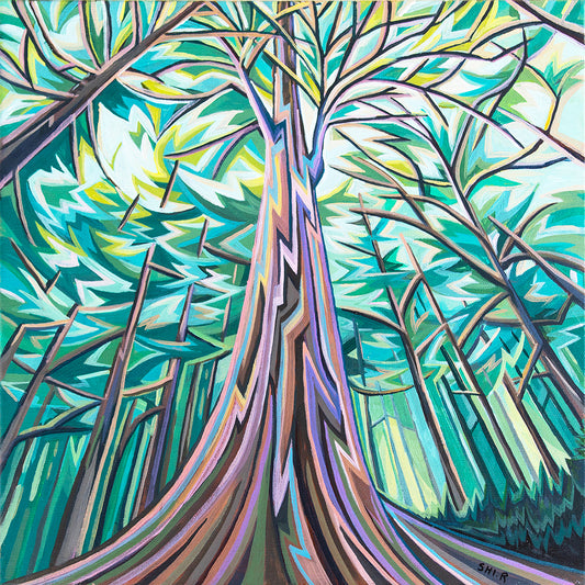 Giant Cedar by Ruolin Shi